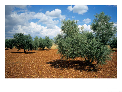 Olive Trees In Provence, France by David Barnes Pricing Limited Edition Print image
