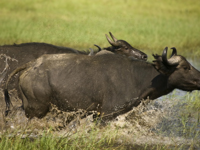 African Buffalo, Syncerus Caffer, Charging Through Water by Beverly Joubert Pricing Limited Edition Print image