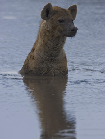 Spotted Hyena, Crocuta Crocuta, Standing In Water by Beverly Joubert Pricing Limited Edition Print image