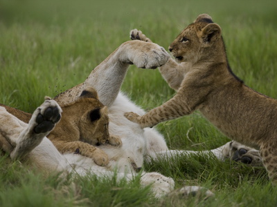 African Lion Cubs, Panthera Leo, Playing With An Adult by Beverly Joubert Pricing Limited Edition Print image
