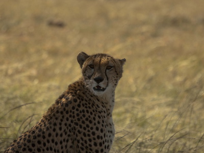 A Cheetah, Acinonyx Jubatus, Sitting In The Shade by Beverly Joubert Pricing Limited Edition Print image