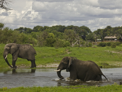 African Elephants, Loxodonta Africana, Crsossing A Waterway by Beverly Joubert Pricing Limited Edition Print image
