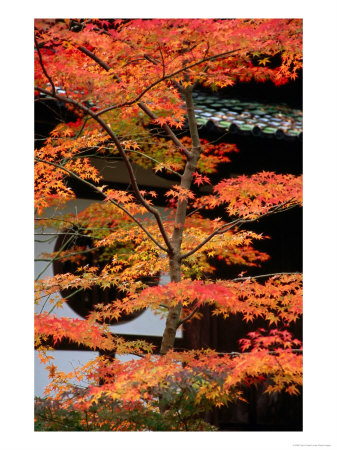 Autumn Leaves At Eikando Temple, Kyoto, Japan by Frank Carter Pricing Limited Edition Print image