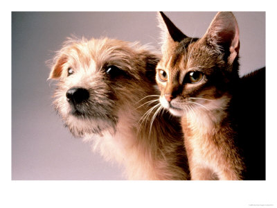 Cat And Dog by Daniel Fort Pricing Limited Edition Print image
