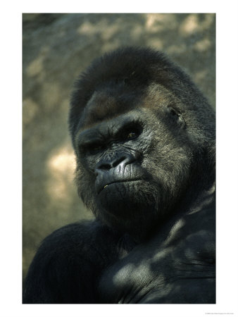 Gorilla In San Diego Wild Animal Park, Ca by John Luke Pricing Limited Edition Print image