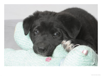 Puppy Lying On Stuffed Animal Toy by Steve Starr Pricing Limited Edition Print image