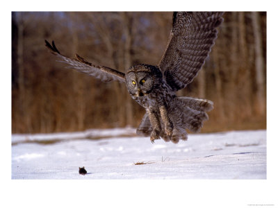 Great Gray Owl Flying, Rowley, Ma by Harold Wilion Pricing Limited Edition Print image