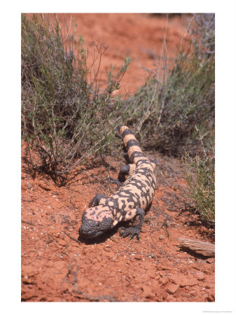 Gila Monster, Heloderma Suspectum by Erwin Nielsen Pricing Limited Edition Print image