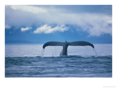Humpback Whale Tail by Stuart Westmoreland Pricing Limited Edition Print image