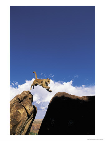 Mountain Lion Leaping, Southwest Us by Amy And Chuck Wiley/Wales Pricing Limited Edition Print image