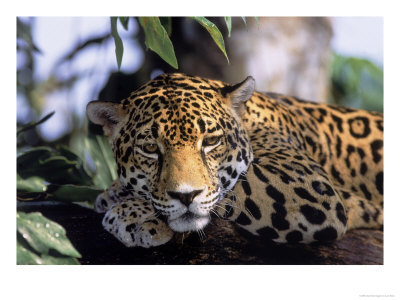 Jaguar In Natural Habitat, Belize by Lynn M. Stone Pricing Limited Edition Print image