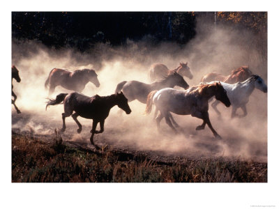 Wild Horses, Grand Teton National Park, Wy by David Trask Pricing Limited Edition Print image