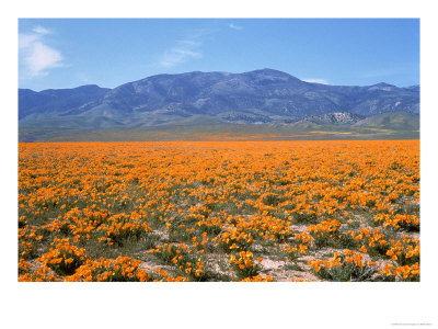 Spring, California Poppies, Gorman, Ca by Mark Gibson Pricing Limited Edition Print image