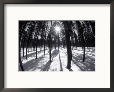 Trees And Shadows, Summit County, Co by Bob Winsett Pricing Limited Edition Print image