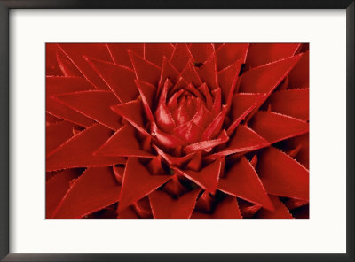 Large Flower Of The Pineapple Family, Borro Colorado Island, Panama by Christian Ziegler Pricing Limited Edition Print image