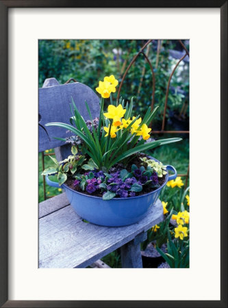 Narcissus Spitfire And Primula Planted Into Blue Tub Sitting On Wooden Bench by Michele Lamontagne Pricing Limited Edition Print image