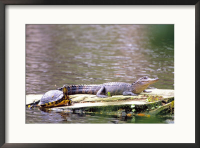 Turtle And Alligator In Pond At Magnolia Plantation, Charleston, South Carolina, Usa by Julie Eggers Pricing Limited Edition Print image
