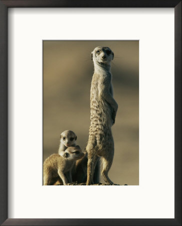 A Meerkat Stands With Her Young At Her Feet by Chris Johns Pricing Limited Edition Print image