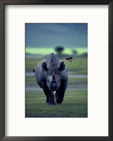 Red-Billed Oxpeckers Cling To A Black Rhinoceros by George F. Mobley Pricing Limited Edition Print image
