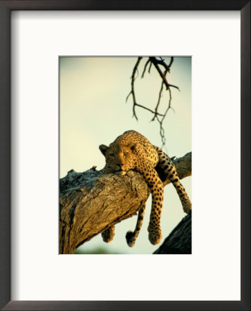 A Leopard Lounges In A Tree by Beverly Joubert Pricing Limited Edition Print image