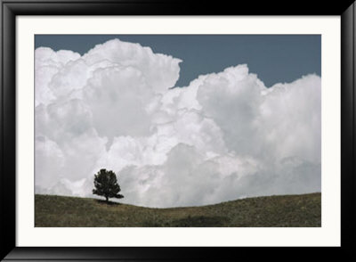A Lone Ponderosa Pine Tree Under A Cloud-Filled Sky by Annie Griffiths Belt Pricing Limited Edition Print image