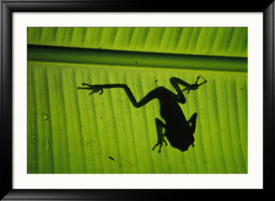 A Tree Frog Silhouetted Against A Brilliant Green Leaf by Joel Sartore Pricing Limited Edition Print image