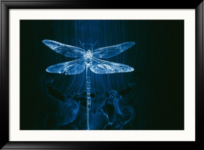 A Model Of A Dragonfly In A Wind Tunnel Shows The Pattern Of Air Passing Over The Insect by Paul Chesley Pricing Limited Edition Print image
