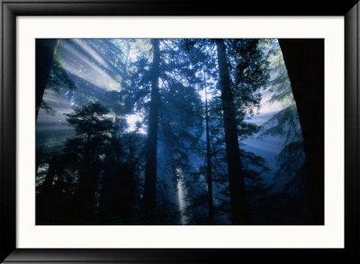 Sunlight Through Native Redwoods (Sequoia Sempervirens), Redwood National Park, Usa by Kraig Lieb Pricing Limited Edition Print image