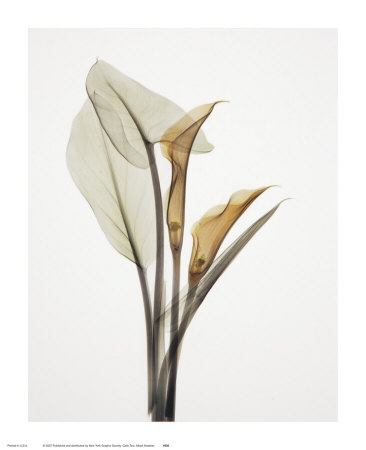 Calla Ii by Albert Koetsier Pricing Limited Edition Print image