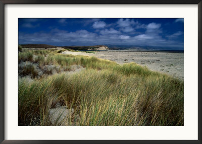 Drakes Bay Beach, Point Reyes National Seashore, California, Usa by Greg Gawlowski Pricing Limited Edition Print image
