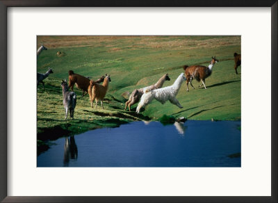 Llamas Leaping Over Spring Fed Water, Volcan Isluga National Park, Chile by Aaron Mccoy Pricing Limited Edition Print image