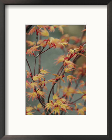 Close View Of Japanese Beni Tsukasa Maple Leaves (Acer Palmatum) by Darlyne A. Murawski Pricing Limited Edition Print image