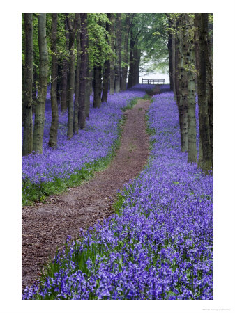 Spring Bluebell Woodlands, Hertfordshire, Uk by David Clapp Pricing Limited Edition Print image