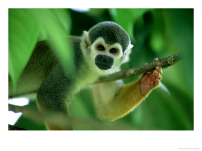 Squirrel Monkey, Looking, Colombian Amazon by Patricio Robles Gil Pricing Limited Edition Print image