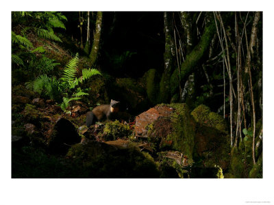 Pine Marten At Night, The Highlands, Inverness-Shire by Elliott Neep Pricing Limited Edition Print image