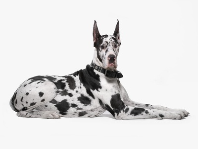 Harlequin Great Dane by David Michael Zimmerman Pricing Limited Edition Print image