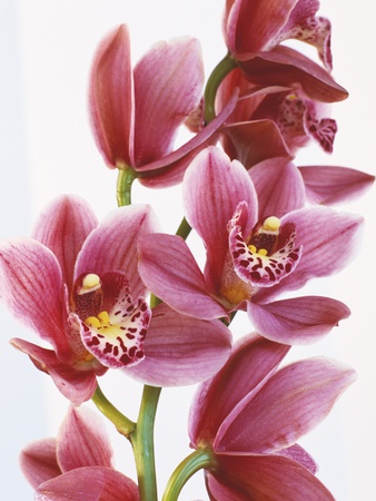Rose-Colored Cymbidium Orchids On Stalk by Envision Pricing Limited Edition Print image