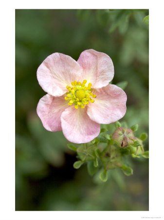 Shrubby Cinquefoil, Potentilla Fruticosa Grace Darling by Kidd Geoff Pricing Limited Edition Print image