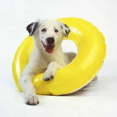 Puppy In Float Tube by Pat Doyle Pricing Limited Edition Print image