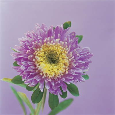 Chrysanthemum by Heide Benser Pricing Limited Edition Print image