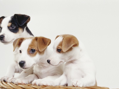 Jack Russell Terrier Puppies In Basket by Heide Benser Pricing Limited Edition Print image