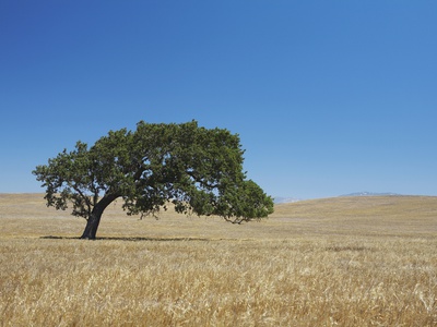 Oak Tree In A Wheat Field by Jason Todd Pricing Limited Edition Print image