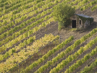 Italy, Tuscany Shed In Vineyard, Elevated View by Fotofeeling Pricing Limited Edition Print image