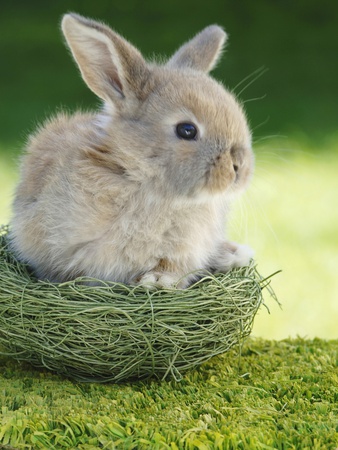 Rabbit Sitting In Nest, Close-Up by Achim Sass Pricing Limited Edition Print image