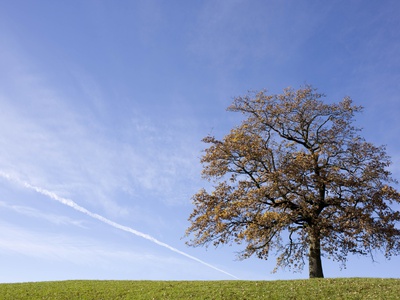 Oak Tree On Hill In Autumn by Lilian Henglein Pricing Limited Edition Print image