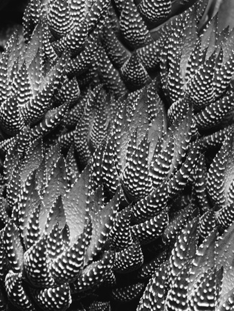 Zebra Plant by Leonard Gertz Pricing Limited Edition Print image