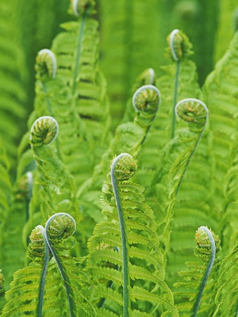 Unfurling Fronds, Fiddle Heads, (Matteuccia Struthiopteris-Ostrich Fern) by Ernst Kucklich Pricing Limited Edition Print image