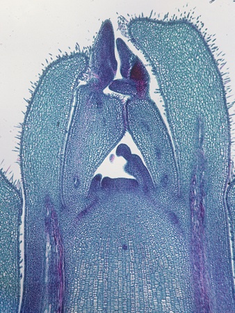 Longitudinal-Section Of A Maple (Acer) Stem Tip Meristem by Biodisc Pricing Limited Edition Print image