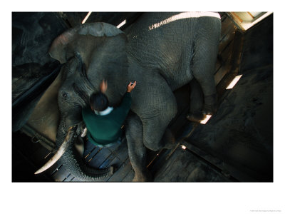 Elephant In Crate Being Tended To By A Vet, Mpumalanga, South Africa by Roger De La Harpe Pricing Limited Edition Print image