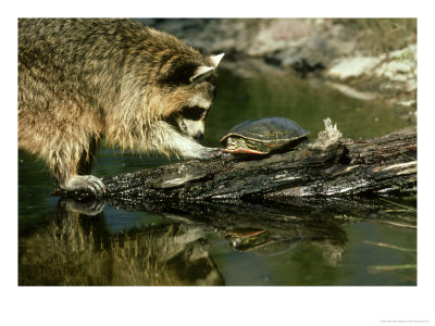 Raccoon, Procyon Lotor Trying To Get Turtle On Log by Alan And Sandy Carey Pricing Limited Edition Print image